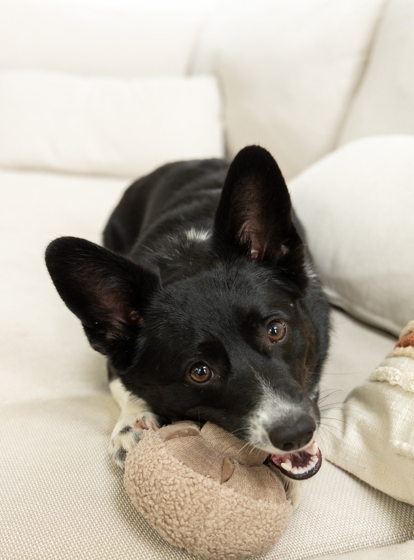 Mushroom Enrichment Toy